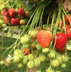 strawberry farm cream tea corwall